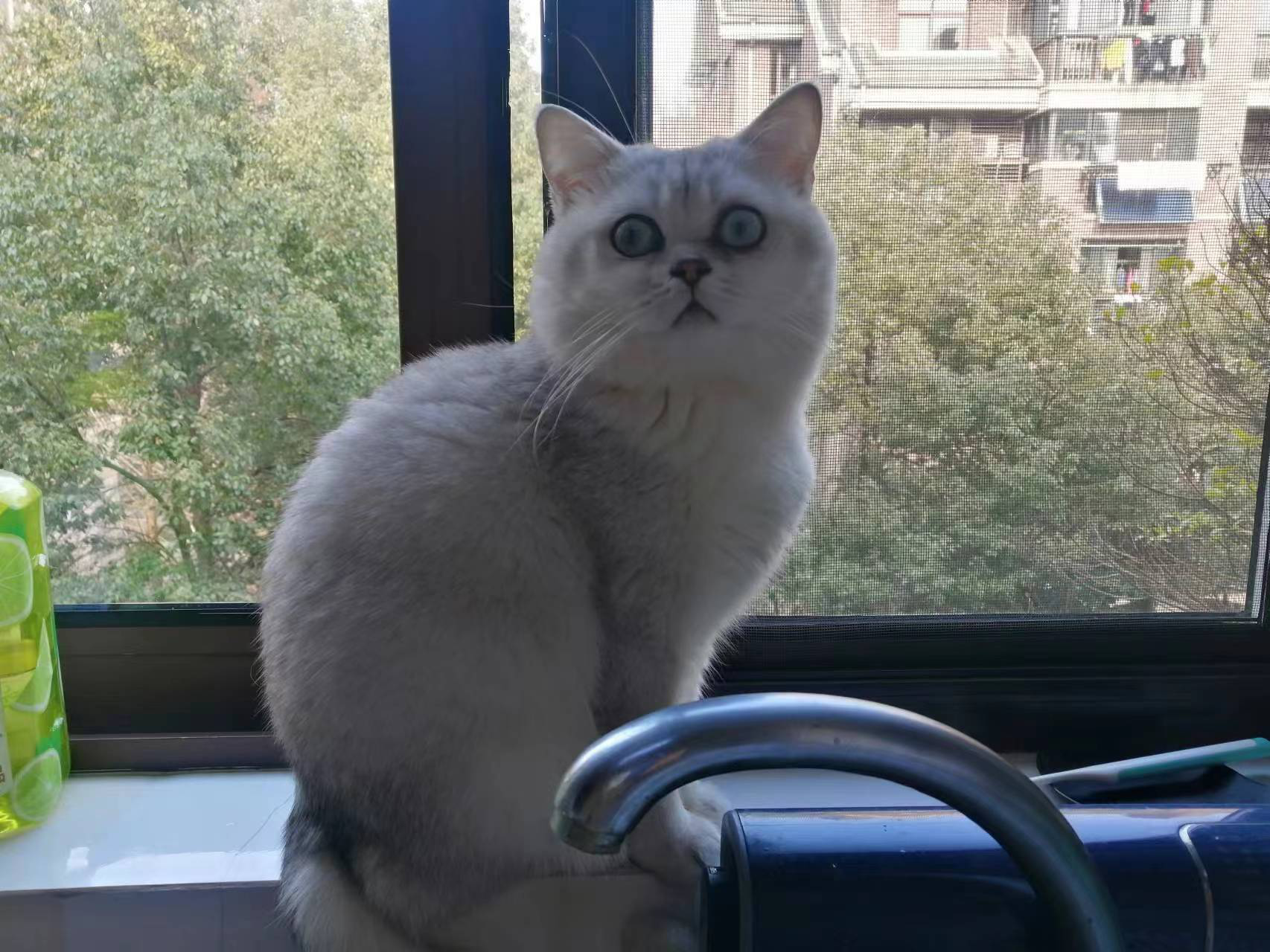 My cat